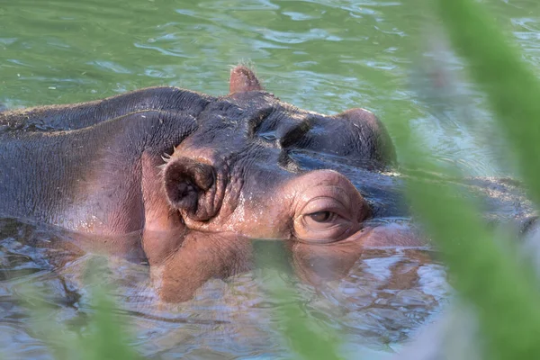 Vue Hippopotame Dans Eau Son Habitat — Photo