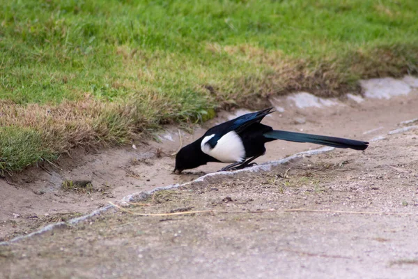 Yerdeki Sevimli Saksağan Kuşunun Yakın Çekimi — Stok fotoğraf