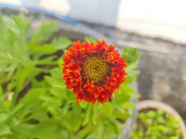 Reddish Aster Flower Garden — 图库照片