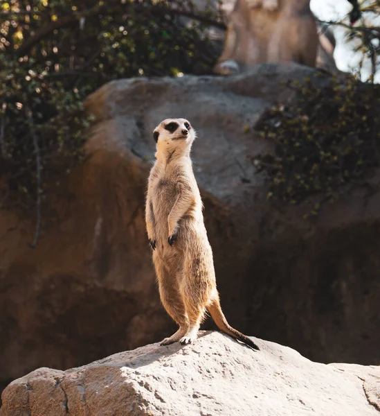 View Cute Meerkat Standing Stone — Stock Photo, Image