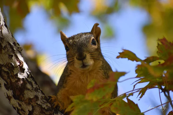 Uma Visão Natural Esquilo Olhando Para Câmera Galho Árvore — Fotografia de Stock