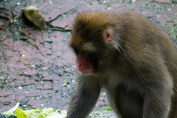 Close Shot Gray Brown Monkey Sitting Zoo Grass Eating — Stock Photo, Image