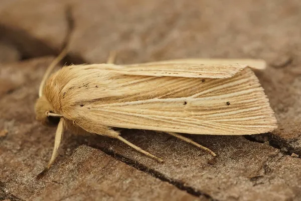 Primer Plano Polilla Lechuza Smoky Wainscot Mythimna Impura Pedazo Madera —  Fotos de Stock