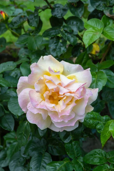 雨粒が美しいピンクのバラは 他のバラの集中していない背景に際立っています — ストック写真