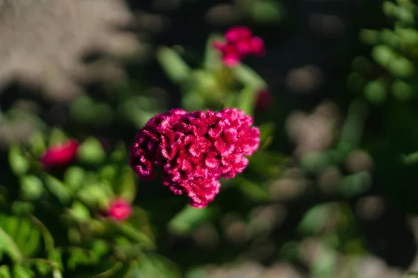 Primer Plano Una Hermosa Flor Terciopelo Rosa —  Fotos de Stock