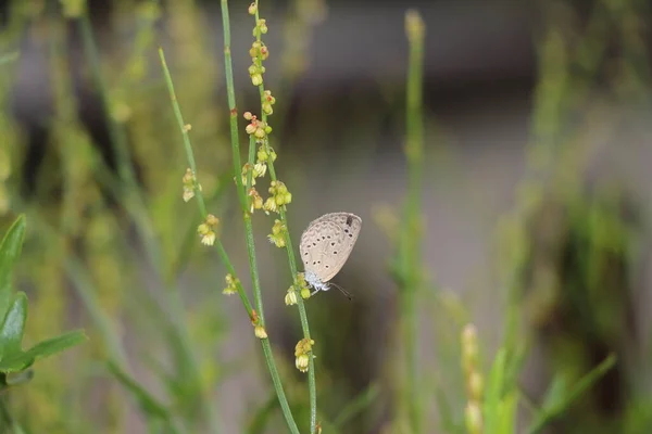 Beautiful Macro Shot Small Butterfly Flower Blurred Background — Stock Photo, Image