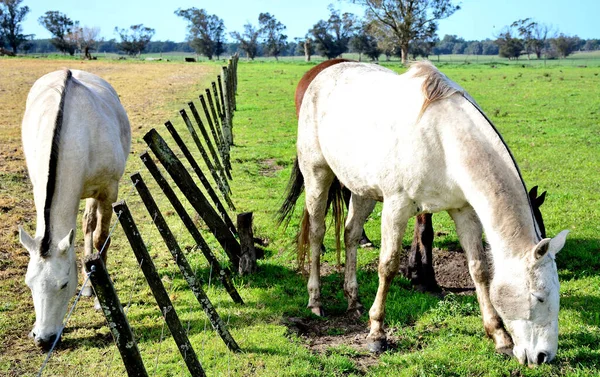 古いフェンスの両側に草を食べる馬のカップル — ストック写真