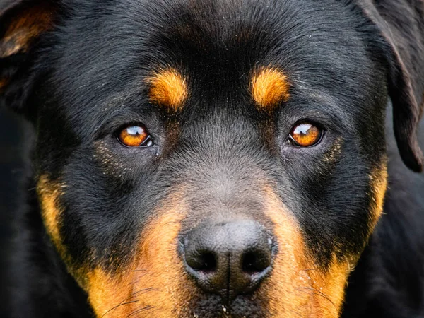 Closeup Shot Rottweiler Looking Straight Camera —  Fotos de Stock