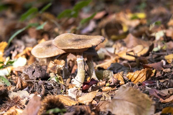 Liten Paxillaceae Svamp Odlad Skogen — Stockfoto