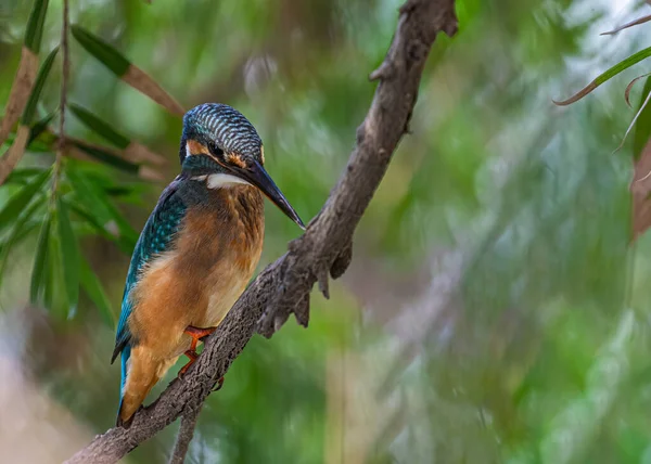 Kingfisher Comum Procura Alvo Olhando Para Lago — Fotografia de Stock