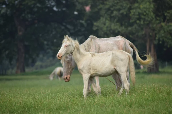 Två Vita Boulonnais Hästar Fält — Stockfoto