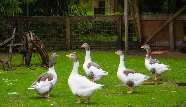 Group White Gooses Gray Head Walking Green Field Farm — Stock fotografie