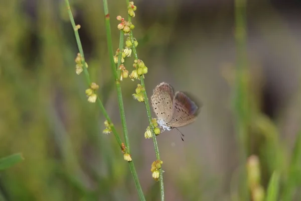 흐릿하게 보이는 프테라 나비의 아름다운 매크로 — 스톡 사진