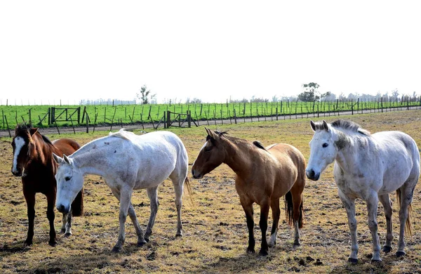牧場での馬のクローズアップと背景に広大なフィールド — ストック写真