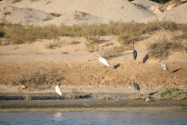 Nehir Kıyısında Bir Kuşu Sürüsü — Stok fotoğraf