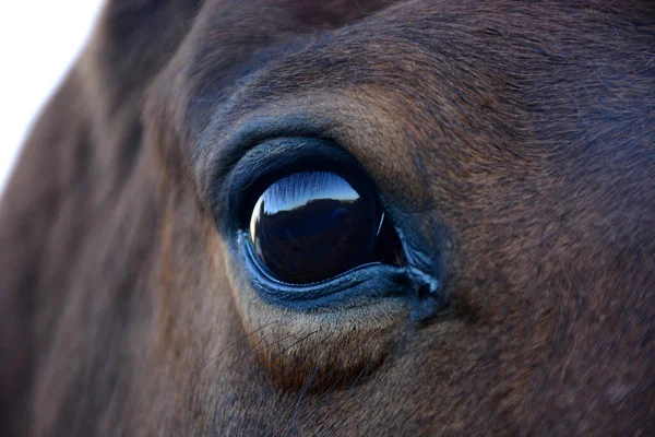 Een Macro Shot Van Het Rechteroog Van Een Bruin Paard — Stockfoto