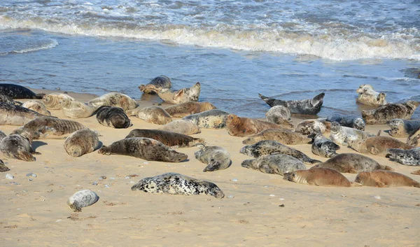 Uma Bela Vista Selos Praia Norfolk Reino Unido — Fotografia de Stock