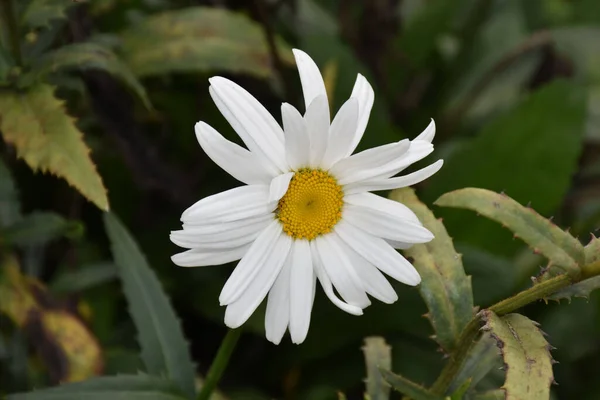 Selective Focus Shot Growing Chamomile — Stock Photo, Image