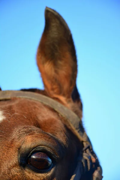 Tiro Macro Olho Esquerdo Orelha Cavalo Marrom Contra Céu Azul — Fotografia de Stock