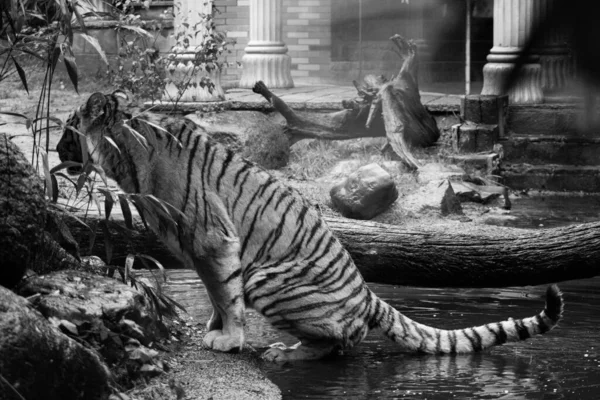 Egy Szürkeárnyalatú Felvétel Nagy Gyönyörű Vadtigrisről Amint Kijön Vízből Állatkertben — Stock Fotó