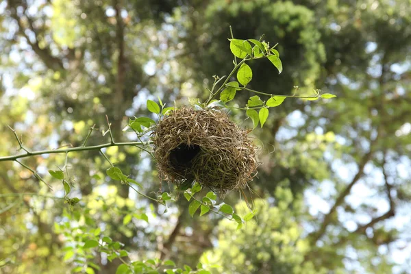 Ormandaki Bir Ağaç Dalında Kuş Yuvasının Alçak Açılı Görüntüsü — Stok fotoğraf