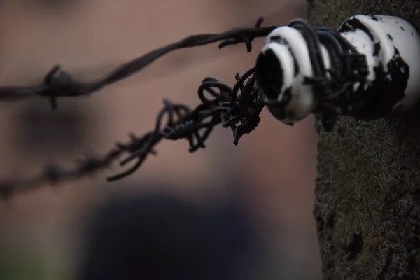 Fios Farpados Complexo Campos Concentração Auschwitz Polónia — Fotografia de Stock