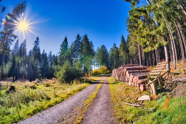 Hromada Dříví Lese Podzim — Stock fotografie