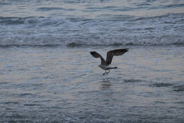 Die Möwe Fliegt Über Das Meerwasser Das Bei Sonnenuntergang Wellen — Stockfoto