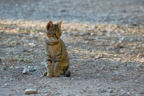 Een Prachtig Shot Van Een Schattige Straat Kat — Stockfoto