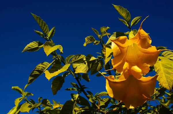 Yellow Blossom Leaves Angels Trumpet Deep Blue Sky Nice Colourful — Fotografia de Stock