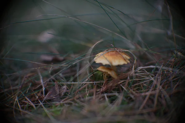 Closeup Shot Wild Mushroom Ground Curonian Spit National Park Lithuania — Stock Photo, Image