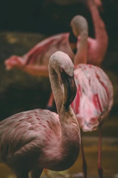 Függőleges Szelektív Fókusz Egy Gyönyörű Rózsaszín Flamingó Elmosódott Háttér — Stock Fotó