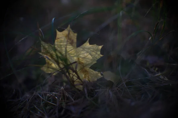 Closeup Shot Yellow Maple Leaf Ground Curonian Spit National Park — Stockfoto