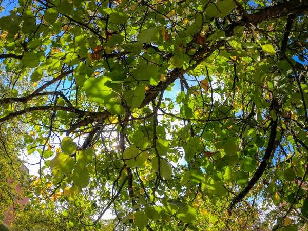 Angle Bas Arbres Avec Ciel Sur Fond — Photo