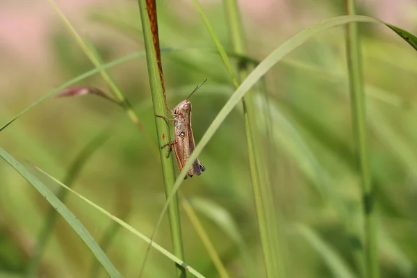 小蚱蜢在草地上的特写镜头 背景模糊 背景模糊 — 图库照片
