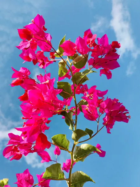 파랗게 빛나는 부우간 빌레아 꽃들이 하늘을 배경으로 수직으로 — 스톡 사진