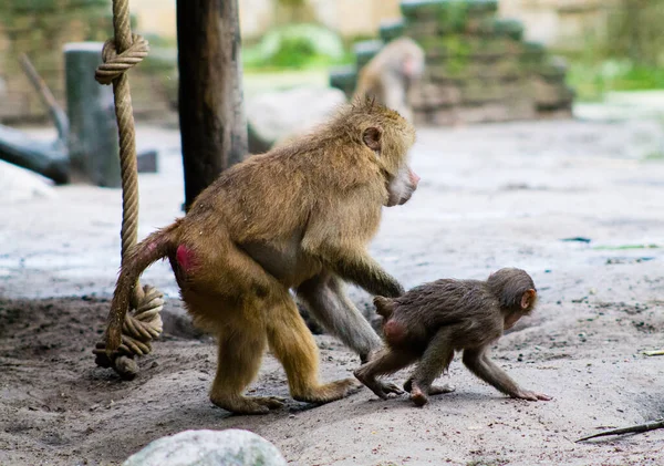 Крупним Планом Мавпи Зоопарку — стокове фото