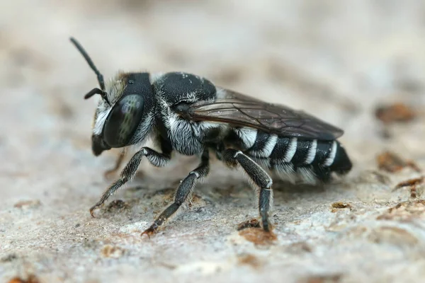 Una Piccola Ape Tagliafoglie Bianco Nero Megachile Apicalis Del Sud — Foto Stock