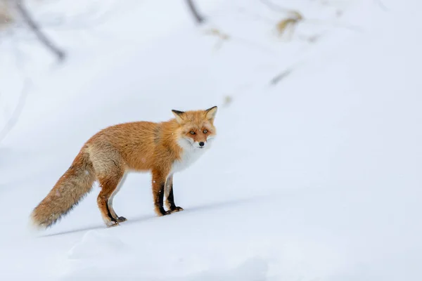 Una Volpe Rossa Paesaggio Invernale Innevato — Foto Stock