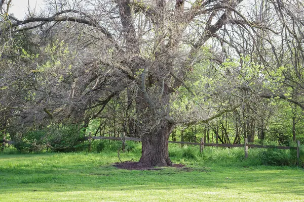 Uma Árvore Velha Grande Com Folhas Verdes Minúsculas Jardim Dia — Fotografia de Stock