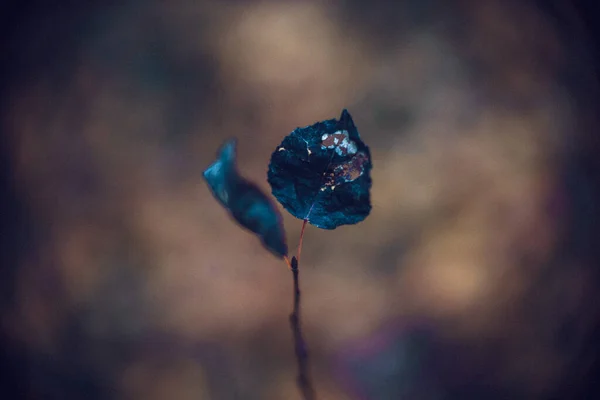 Closeup Shot Small Twig Two Tiny Leaves Curonian Spit National — ストック写真