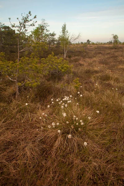 Beautiful View Wild Plants Dry Grassy Field Lithuania Gloomy Day — Stockfoto