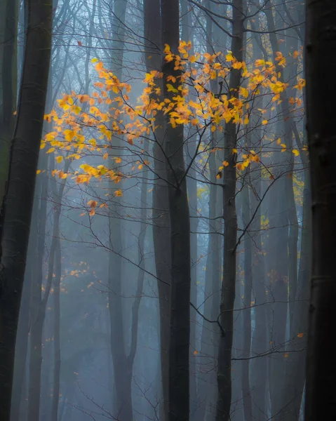 Pionowe Ujęcie Kwitnących Jesiennych Drzew Lesie Mglisty Poranek — Zdjęcie stockowe