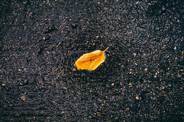 Das Gefallene Orangefarbene Blatt Vor Einem Nassen Betonhintergrund — Stockfoto