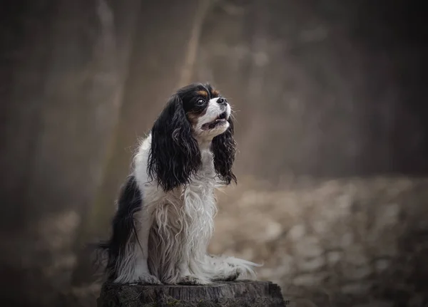 Närbild Spanielhund Gammal Trädstam Skog — Stockfoto