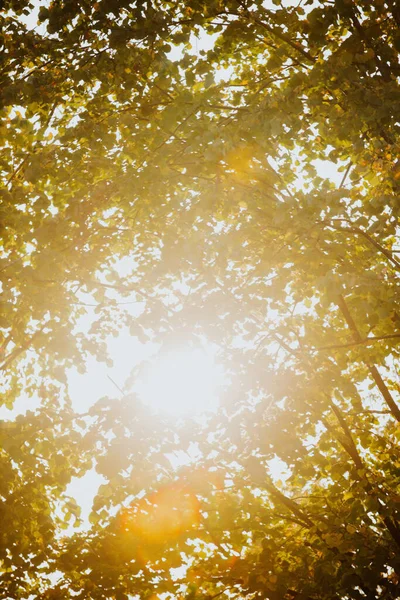 Uma Bela Vista Sol Outono Brilha Através Das Árvores — Fotografia de Stock