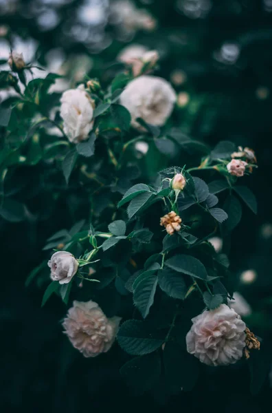 在一个背景模糊的花园里 一幅幅美丽的浅粉色花朵的垂直宏观照片 — 图库照片