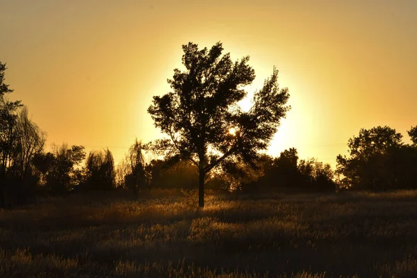 Silueta Záběru Stromů Poli Při Západu Slunce — Stock fotografie