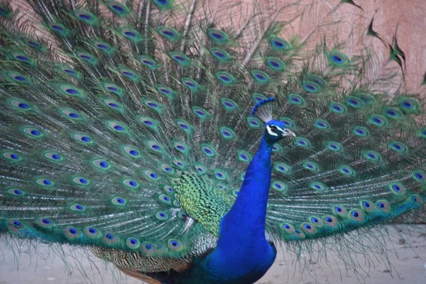 Beautiful Peacock Its Natural Habitat — Stock Photo, Image