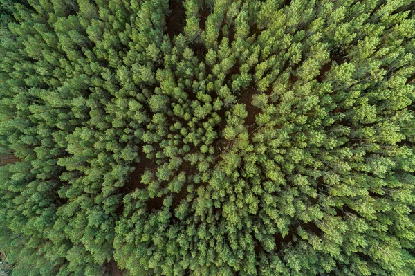 Vista Zenital Aérea Drone Pinheiros Floresta Espanha Rural Conceito Conservação — Fotografia de Stock